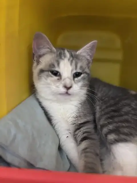 Myrtle