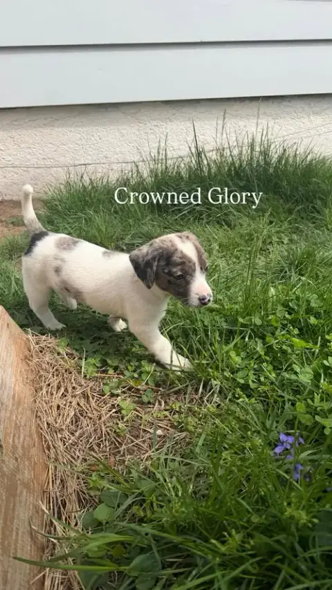 Crowned Glory photo 2