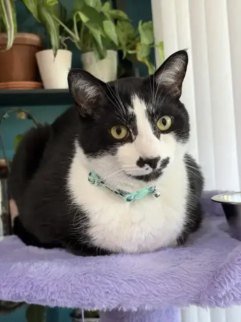 Sesame