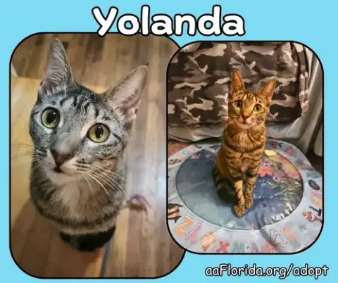 Yolanda photo 2