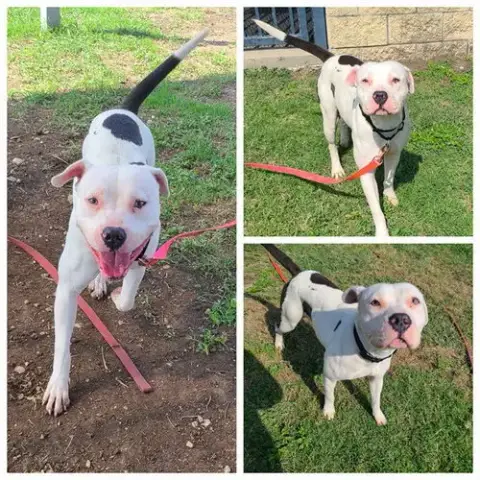 Bonita