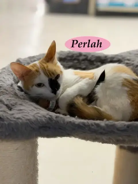 Perlah photo 2