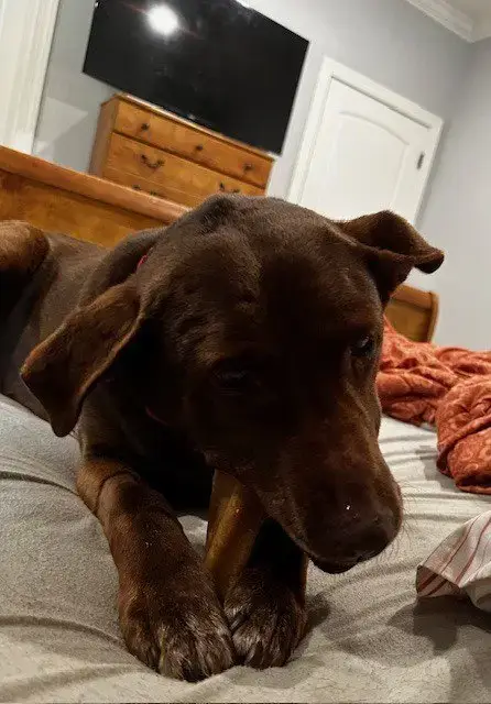 Brownie photo 3