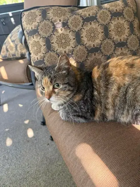 Courtessy Post-Dora