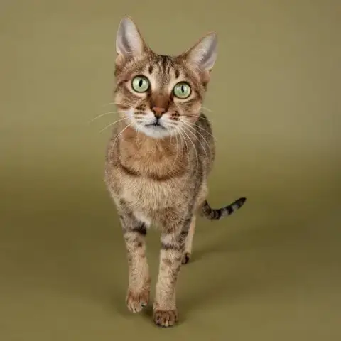 Jade