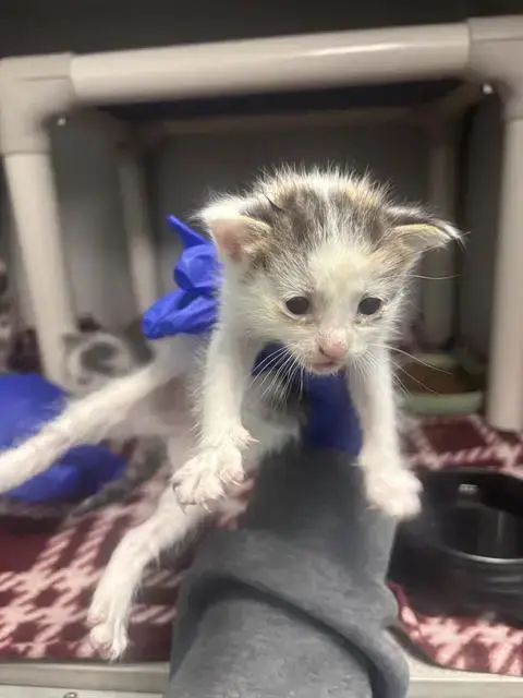 Zoro