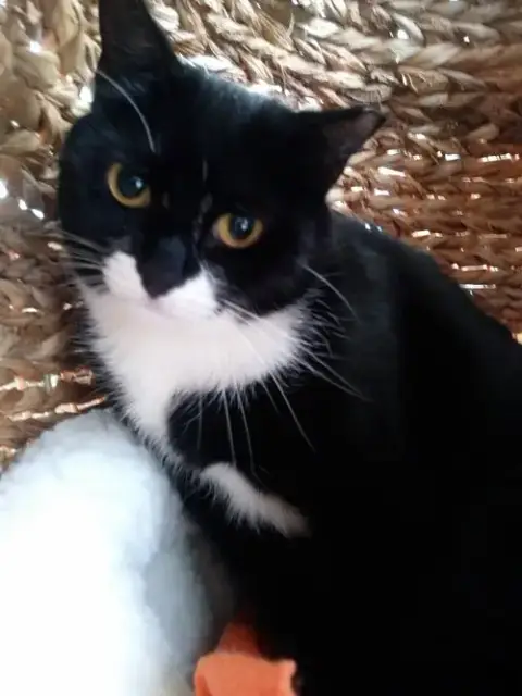 Selene photo 5