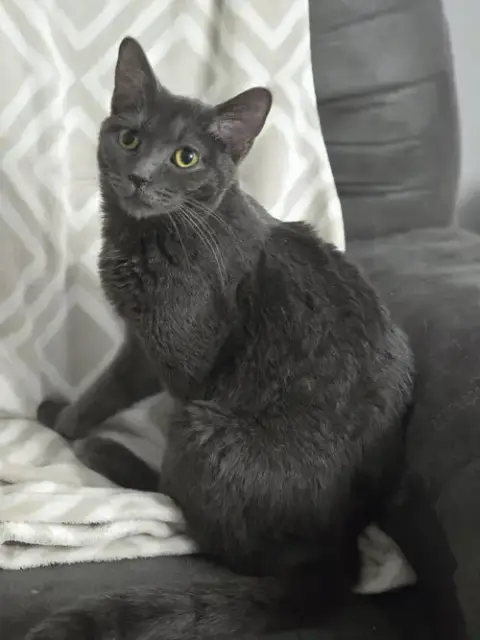 Baby Boy