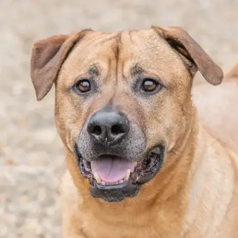 Gus