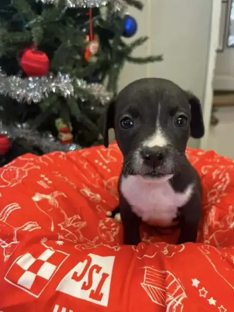 Coffee Puppies photo 4