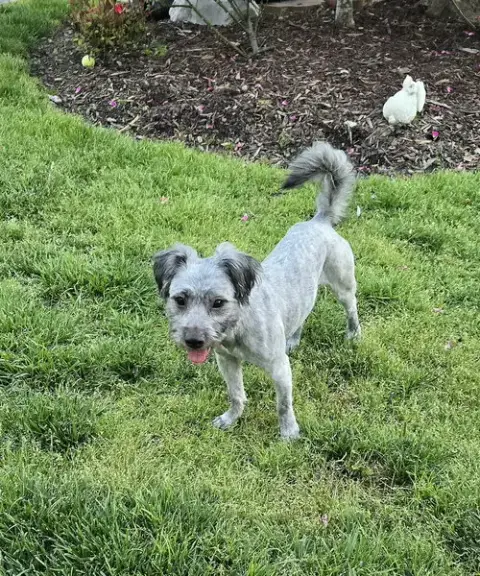 Nala