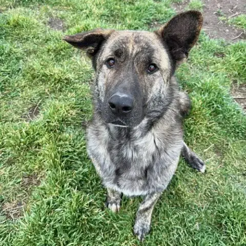 Julius