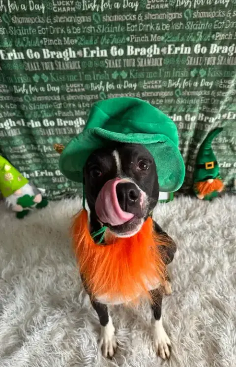 Harvey photo 3