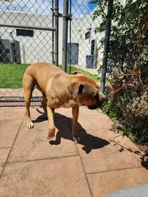 Sammy photo 2
