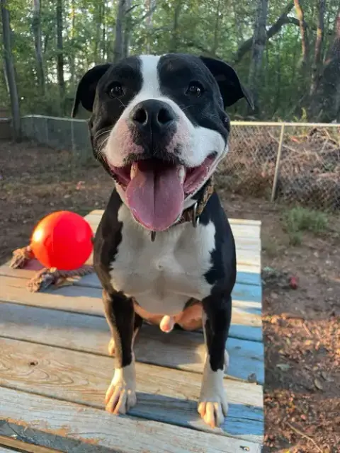 Domino