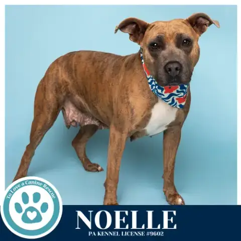 Noelle photo 2