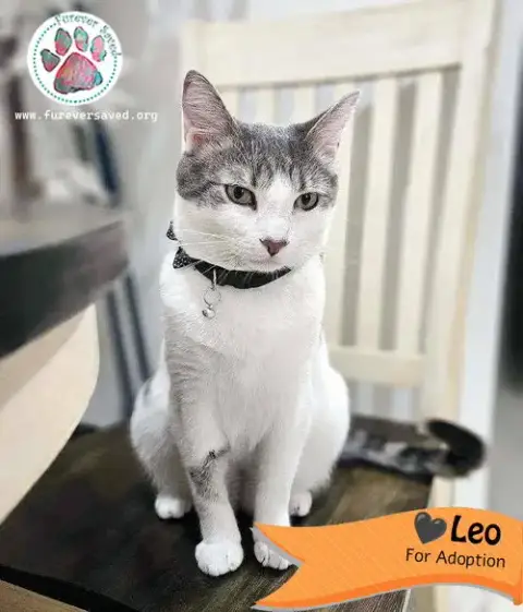 Leo photo 3
