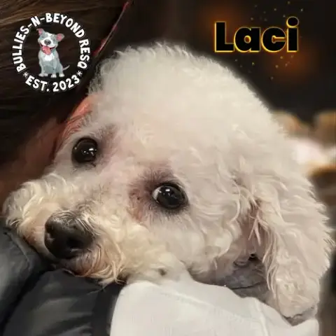 Laci