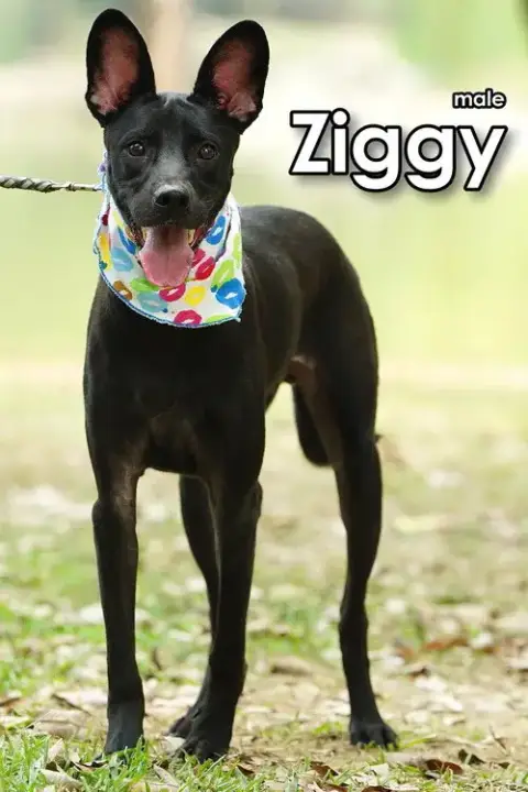 Ziggy From Taiwan photo 5