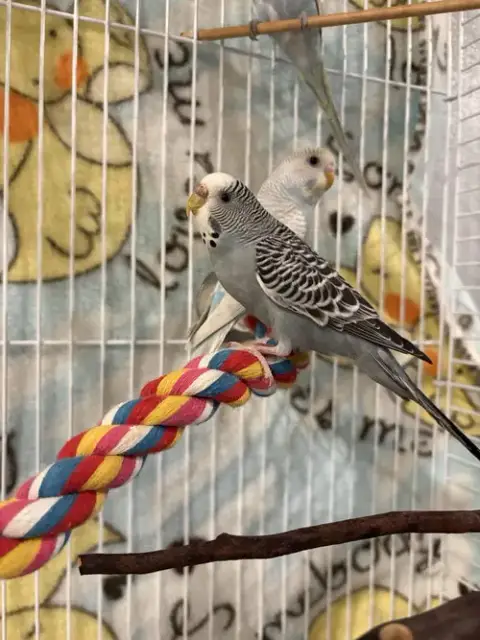 Parakeets photo 2