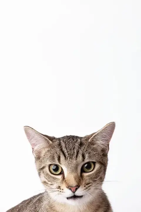 Spot photo 2
