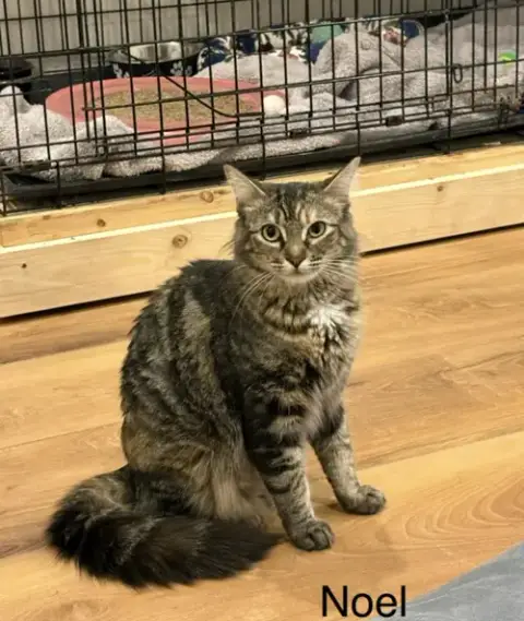 Noel