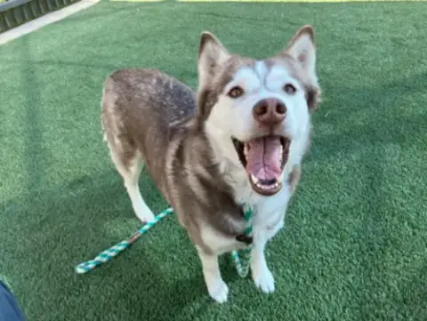 Piper