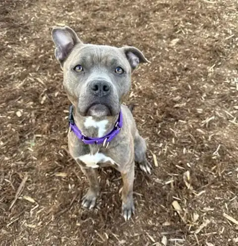 Nova