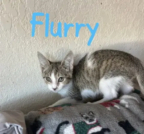 Flurry photo 2