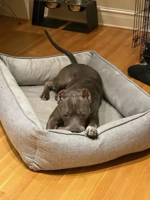 Toby photo 4