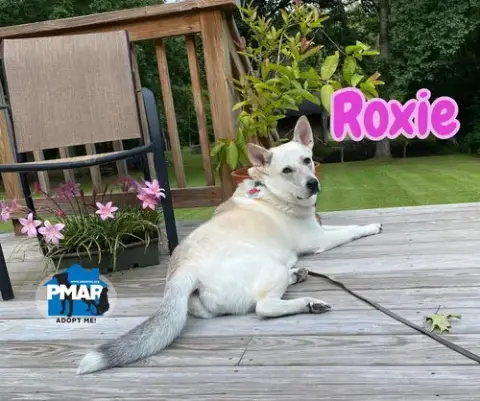 Roxie photo 2