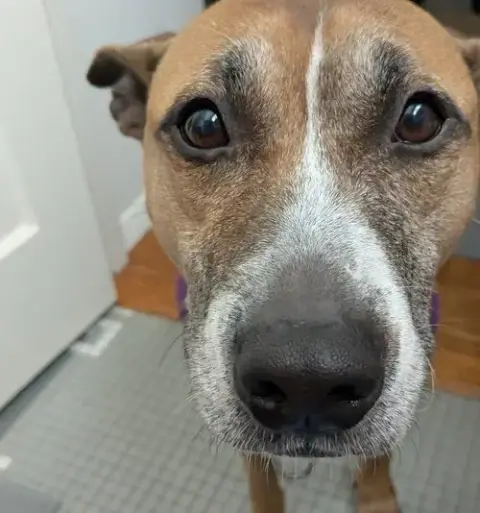 Hunie Urgent Foster Needed