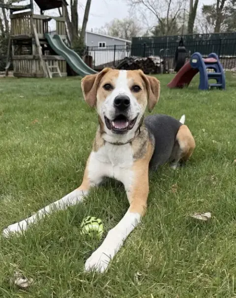 Hazel