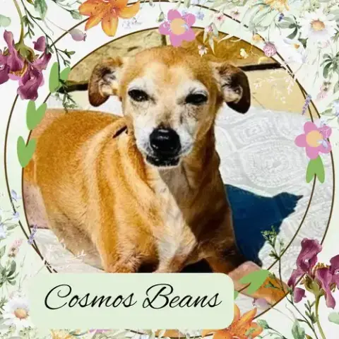 Cosmos Beans Splash