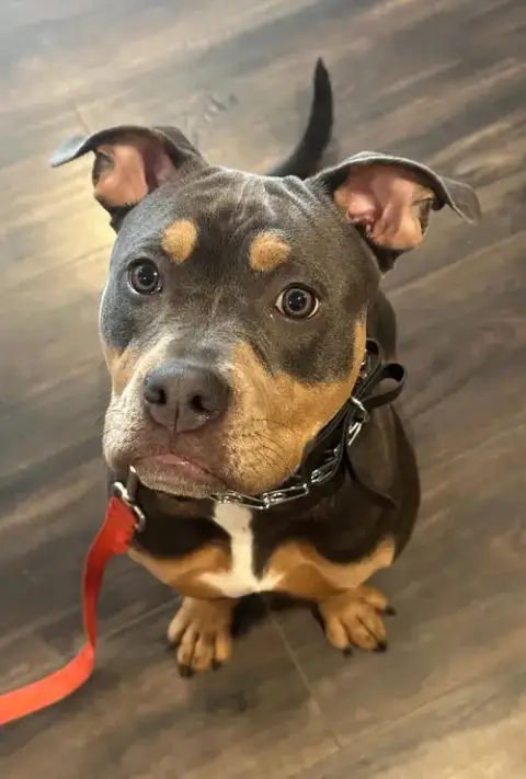 Remy photo 4