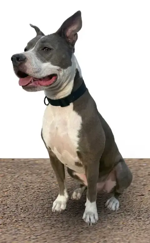 Dargo photo 3