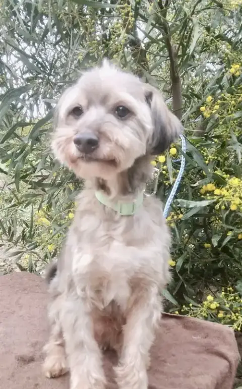 Emilio