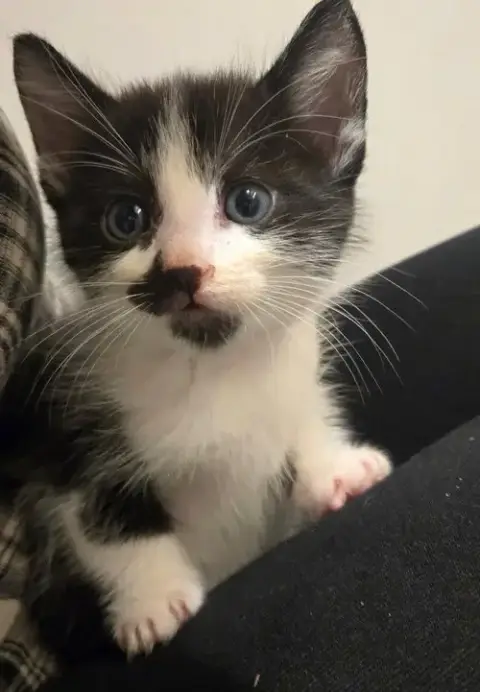 Pepper photo 4