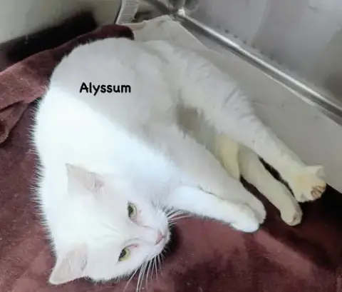 Alyssum photo 2
