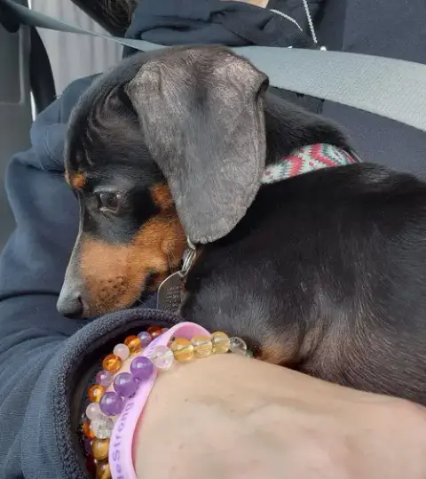 Nugget2 photo 5