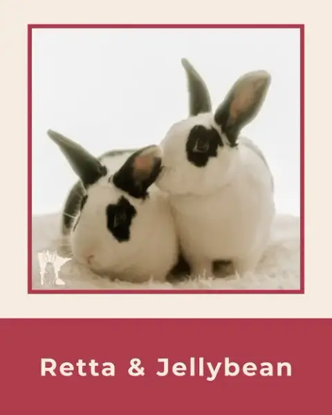 Jelly Bean photo 4