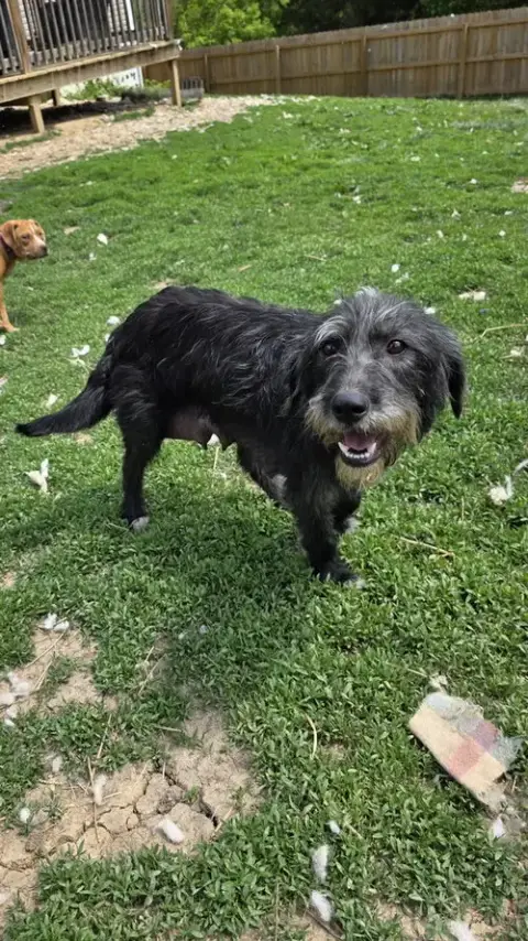 Dottie Doo