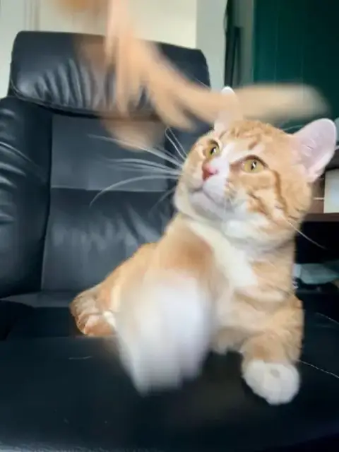 Simba photo 3