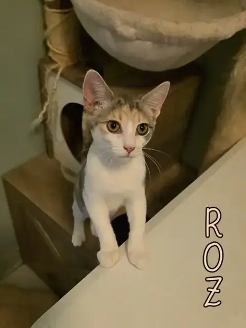 Roz