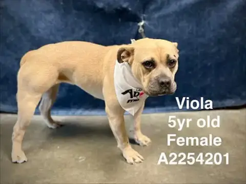 Viola