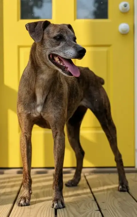 Olive photo 2
