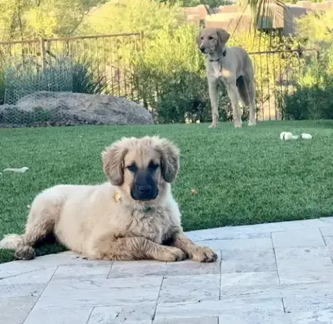 Rocco photo 3