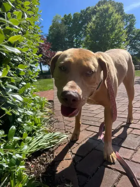 Gracie "Sunny:"  At Shelter photo 5