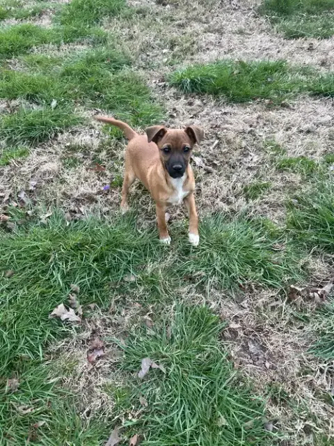 Willy