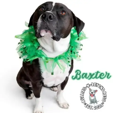 Baxter photo 2